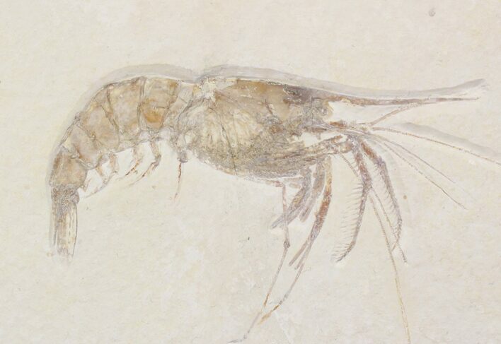 Large Fossil Shrimp (Aeger) - Solnhofen Limestone #22502